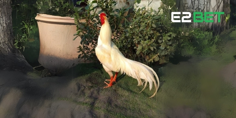 Giới Thiệu Về Gà Asil – Chiến Kê Danh Tiếng Toàn Cầu Cùng E2BET 2 Tổng quát về giống gà chọi Asil