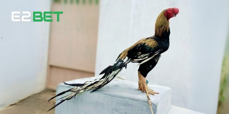Giới Thiệu Về Gà Asil – Chiến Kê Danh Tiếng Toàn Cầu Cùng E2BET 4 Gà chọi Asil Bobby Boles