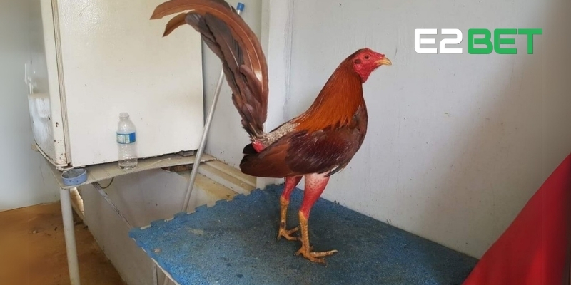 Đặc điểm nhận dạng gà chọi Cuban