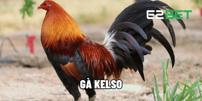 Gà Kelso – Chiến Kê Hàng Đầu Trong Giới Đá Gà Cùng E2BET 1 Gà Kelso