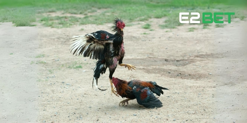 Một số thuật ngữ đá gà phổ biến tại E2BET